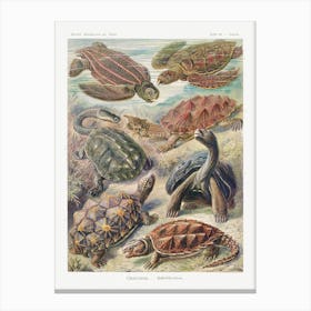 Turtles, Ernst Haeckel Canvas Print