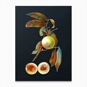 Vintage Peach Botanical Watercolor Illustration on Dark Teal Blue n.0773 Canvas Print