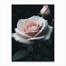 White Rose Pink Canvas Print