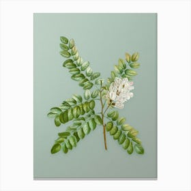 Vintage Clammy Locust Botanical Art on Mint Green n.0384 Canvas Print