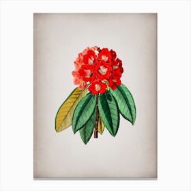 Vintage Rhododendron Rollissonii Flower Botanical on Parchment n.0369 Canvas Print