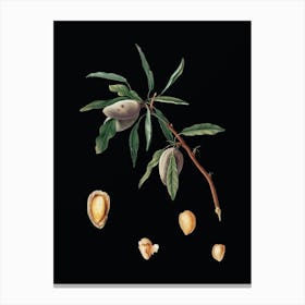Vintage Almond Botanical Illustration on Solid Black n.0813 Canvas Print