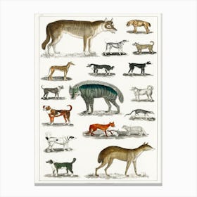 Collection Of Animals In The Canine And Feline Family, Oliver Goldsmith Canvas Print