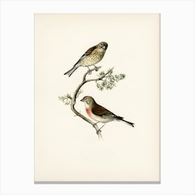 Two Birds Perched On A Branch 3 Canvas Print