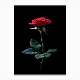 Rose On Black Background 3 Canvas Print