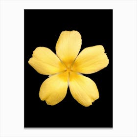 Yellow Flower Isolated On Black Background Canvas Print