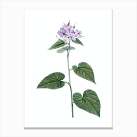 Vintage Morning Glory Flower Botanical Illustration on Pure White n.0065 Canvas Print