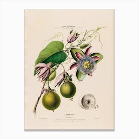 Passion Fruit 1 Canvas Print