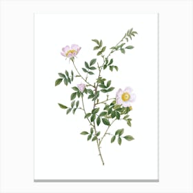 Vintage Pink Hedge Rose in Bloom Botanical Illustration on Pure White n.0445 Canvas Print