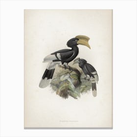 Vintage Keulemans 1 Bycanistes Cylindricus Canvas Print