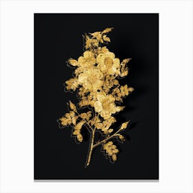 Vintage Thornless Burnet Rose Botanical in Gold on Black n.0612 Canvas Print