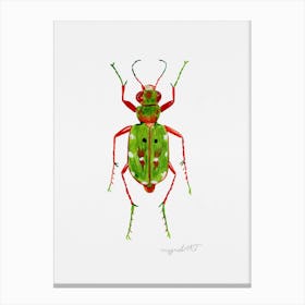 Cicindela campestris, a green tiger beetle, watercolor artwork Canvas Print
