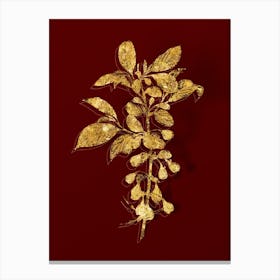 Vintage Mountain Silverbell Botanical in Gold on Red n.0438 Canvas Print