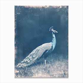 Blue Peacock In A Field Cyanotype Inspired Canvas Print