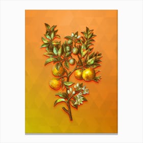 Vintage Bitter Orange Botanical Art on Tangelo n.0489 Canvas Print