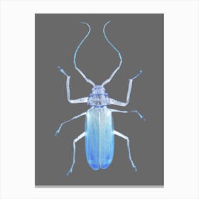 Insect Evolution Canvas Print
