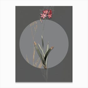 Vintage Botanical Corn Lily on Circle Gray on Gray n.0078 Canvas Print