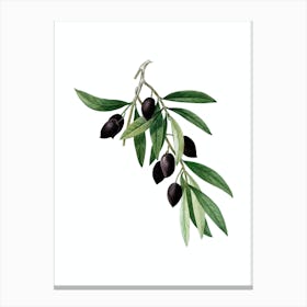 Vintage Olive Tree Branch Botanical Illustration on Pure White n.0128 Canvas Print