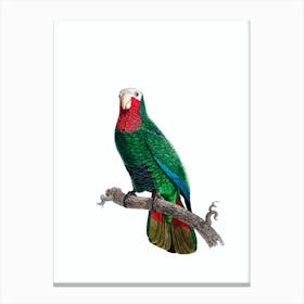 Vintage Cuban Amazon Parrot Bird Illustration on Pure White 3 Canvas Print