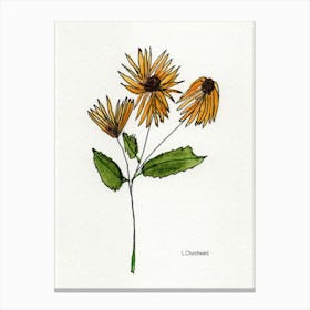 3 Daisies Canvas Print