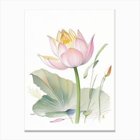 Lotus Flower In Garden Pencil Illustration 3 Canvas Print