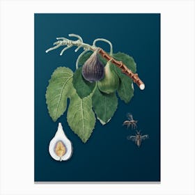 Vintage Fig Botanical Art on Teal Blue n.0856 Canvas Print