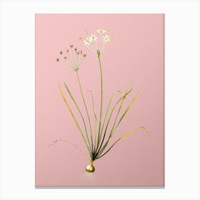Vintage Allium Straitum Botanical on Soft Pink n.0259 Canvas Print