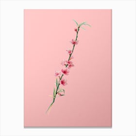 Vintage Peach Blossoms Botanical on Soft Pink Canvas Print
