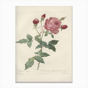 Rose Illustration, Pierre Joseph Redoute (5) 1 Canvas Print