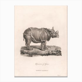 Rhinoceros Of Africa, James Heath Canvas Print