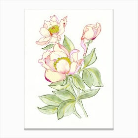 Peonies 10 Canvas Print