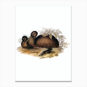 Vintage Southern Brown Kiwi Bird Illustration on Pure White Canvas Print