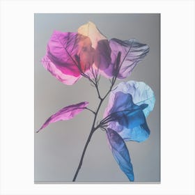 Iridescent Flower Bougainvillea 1 Canvas Print