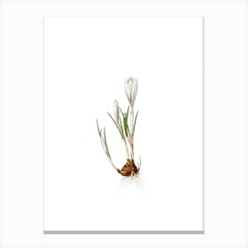 Vintage Spring Crocus Botanical Illustration on Pure White n.0331 Canvas Print
