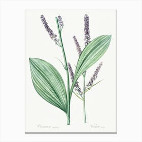 Black False Hellebore, Pierre Joseph Redoute Canvas Print