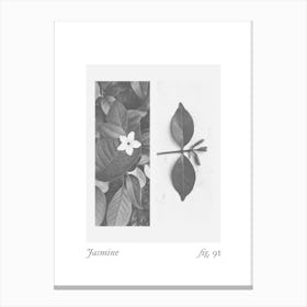 Jasmine Botanical Collage 1 Canvas Print