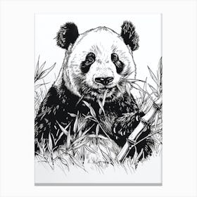 Giant Panda Eating Bamboo Ink Illustration 2 Canvas Print