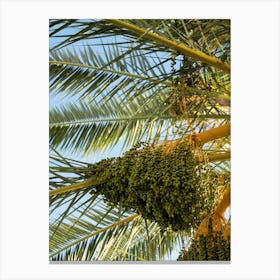 Green fruits and leaves of a date palm Canvas Print