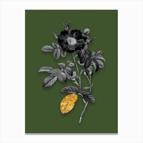 Vintage Red Portland Rose Black and White Gold Leaf Floral Art on Olive Green n.0852 Canvas Print