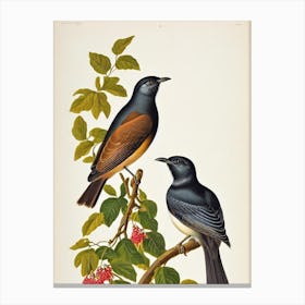 Cuckoo 2 James Audubon Vintage Style Bird Canvas Print