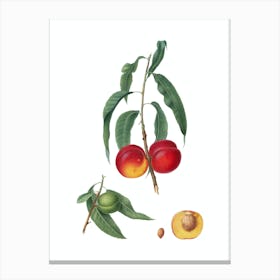 Vintage Walnut Peach Botanical Illustration on Pure White Canvas Print