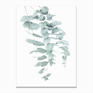 Eucalyptus 2 Canvas Print