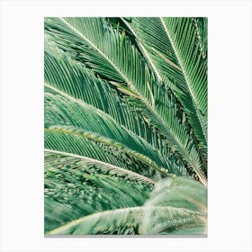 Palm Leaf // Valencia, Spain, Travel & Nature Photography  Canvas Print