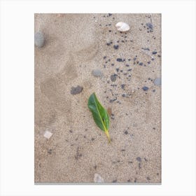 Leaf In The Sand Canvas Print
