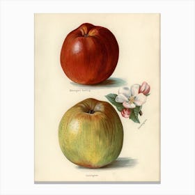 Vintage Illustration Of Gascoigne S Seedling, Sandringham Apples, John Wright Canvas Print