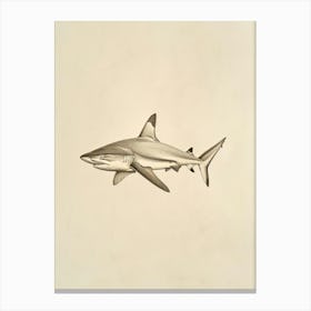 Blacktip Reef Shark  Vintage Illustration 4 Canvas Print