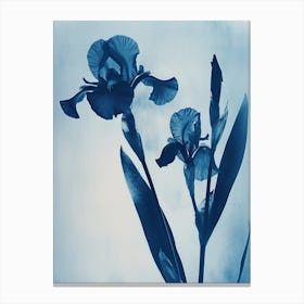 Bearded Iris Canvas Print