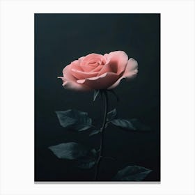 Pink Rose 5 Canvas Print