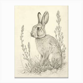 Harlequin Rabbit Drawing 2 Canvas Print
