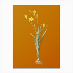 Vintage Ixia Bulbifera Botanical on Sunset Orange n.0936 Canvas Print